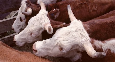 Cattle, Clinton, British Columbia, Canada Foto de stock - Sin royalties Premium, Código: 600-00171736