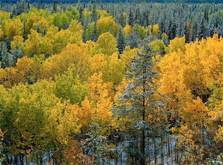 simsearch:600-00176300,k - Automne près de Watson Lake, Yukon, Canada Photographie de stock - Premium Libres de Droits, Code: 600-00171762