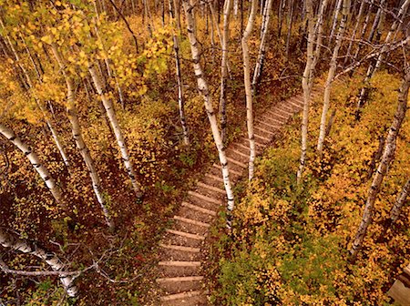 prince albert national park - Path Through Forest in Autumn, Prince Albert National Park, Saskatchewan, Canada Foto de stock - Sin royalties Premium, Código: 600-00171780