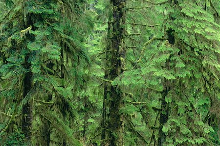 pacific rim national park bc - Temperate Rainforest, Pacific Rim Nat. Park, Vancouver Island, B.C. Canada Stock Photo - Premium Royalty-Free, Code: 600-00172015