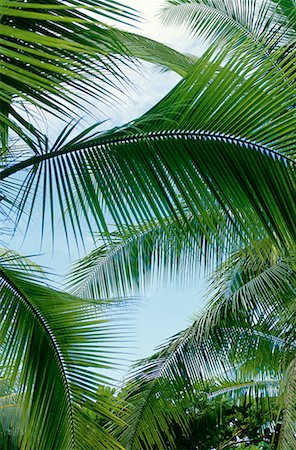 Palm Trees, Costa Rica Stock Photo - Premium Royalty-Free, Code: 600-00172060