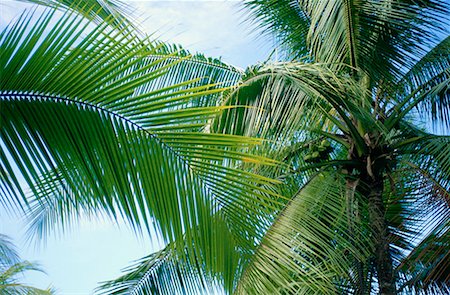 Palm Trees, Costa Rica Stock Photo - Premium Royalty-Free, Code: 600-00172061