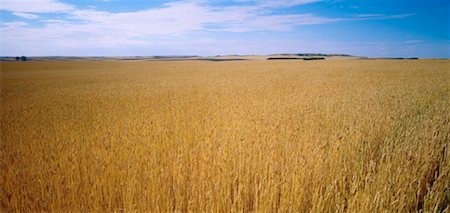 Grain Field, Alberta, Canada Stock Photo - Premium Royalty-Free, Code: 600-00172227
