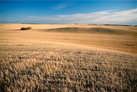 Harvested wheat field, Saskatchewan, Canada Stock Photo - Premium Royalty-Free, Code: 600-00172247