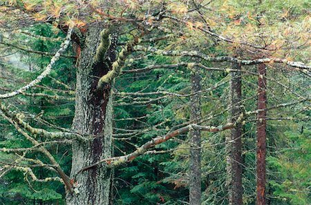 simsearch:600-00173670,k - White Pine and Balsam Fir, Algonquin Provincial Park, Ontario, Canada Stock Photo - Premium Royalty-Free, Code: 600-00172430