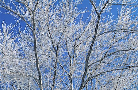 Ice Covered Beech Tree, Gatineau Park, Quebec, Canada Foto de stock - Sin royalties Premium, Código: 600-00172441