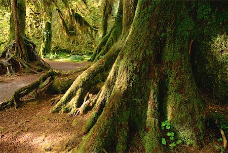 simsearch:600-00170974,k - Hall of Mosses Trail, Olympic National Park, Washington, USA Stock Photo - Premium Royalty-Free, Code: 600-00172472