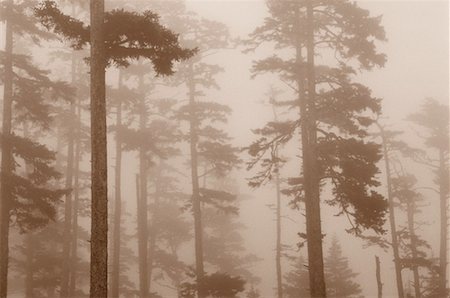 Trees in Fog, Queen Charlotte Island, British Columbia, Canada Foto de stock - Sin royalties Premium, Código: 600-00172560