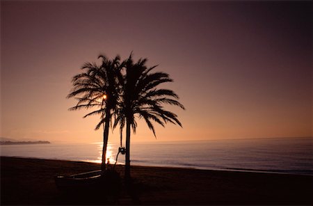 Palm Tree on Beach, Costa del Sol, Spain Stock Photo - Premium Royalty-Free, Code: 600-00172687