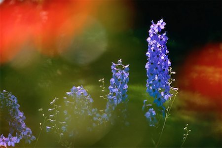 Delphiniums Photographie de stock - Premium Libres de Droits, Code: 600-00173561