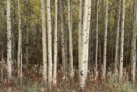 simsearch:600-00173670,k - Aspens, Kananaskis Country, Alberta, Canada Stock Photo - Premium Royalty-Free, Code: 600-00173648