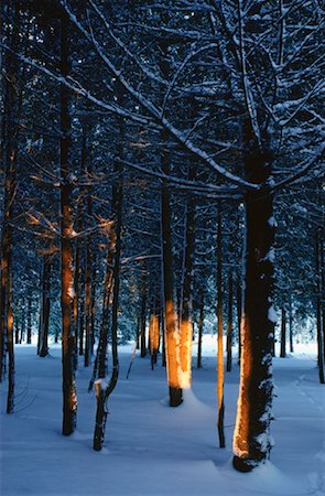 Trees and Snow, Shamper's Bluff, New Brunswick, Canada Stock Photo - Premium Royalty-Free, Code: 600-00173649