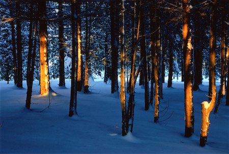 Trees and Snow in Evening Light, Shamper's Bluff, New Brunswick, Canada Stock Photo - Premium Royalty-Free, Code: 600-00173650