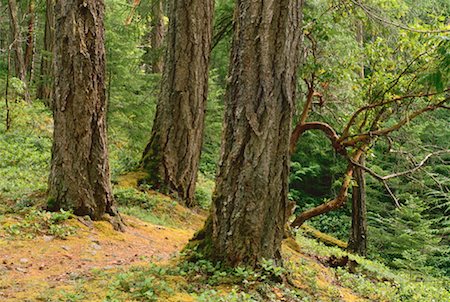 simsearch:600-00172472,k - Rain Forest near Qualicum, British Columbia, Canada Fotografie stock - Premium Royalty-Free, Codice: 600-00173665