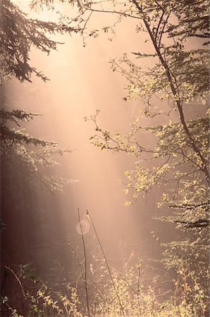Light Streaming Through Trees, Shamper's Bluff, New Brunswick, Canada Stock Photo - Premium Royalty-Free, Code: 600-00173668
