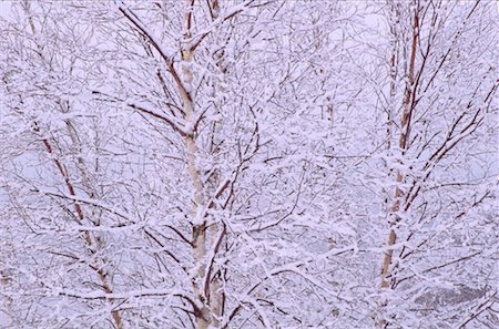 Snow-Covered Trees, Shamper's Bluff, New Brunswick, Canada Stock Photo - Premium Royalty-Free, Code: 600-00173676
