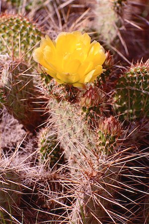 prickly pear cactus - Prickly Pear Bloom Foto de stock - Sin royalties Premium, Código: 600-00173805