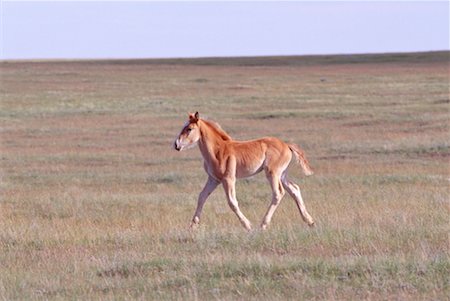 simsearch:600-00019865,k - Foal, Alberta, Canada Stock Photo - Premium Royalty-Free, Code: 600-00173817