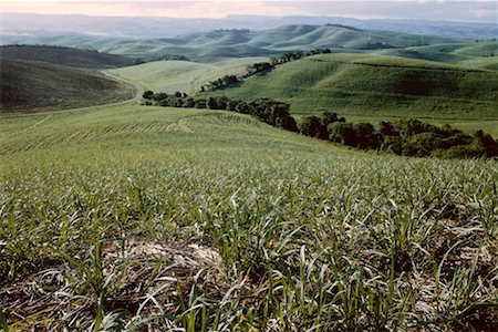 Fields of Sugar Cane, Zululand, Natal, South Africa Stock Photo - Premium Royalty-Free, Code: 600-00173911