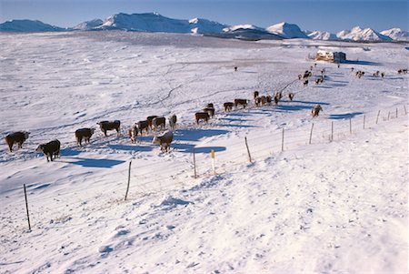 snow mountain cow - Cattle near Mountains, Alberta, Canada Stock Photo - Premium Royalty-Free, Code: 600-00173935