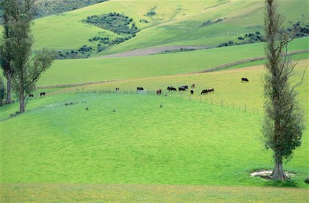 simsearch:600-03508350,k - Cattle Grazing near Geraldine, South Island, New Zealand Foto de stock - Sin royalties Premium, Código: 600-00173933