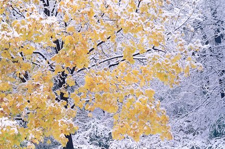 simsearch:600-00174002,k - Tree with Snow in High Park, Toronto Ontario, Canada Fotografie stock - Premium Royalty-Free, Codice: 600-00173957