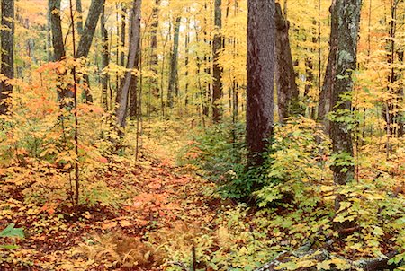 simsearch:600-00171094,k - Trees in Algonquin Provincial Park, Ontario, Canada Foto de stock - Sin royalties Premium, Código: 600-00173959
