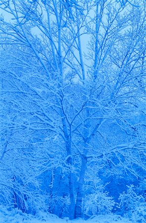 simsearch:600-00174002,k - Snow Covered Trees, High Park, Toronto, Ontario, Canada Fotografie stock - Premium Royalty-Free, Codice: 600-00173976