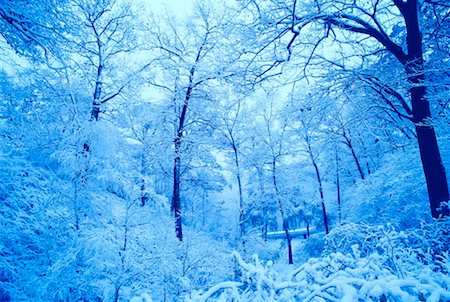 Snow-Covered Trees, High Park, Toronto, Ontario, Canada Stock Photo - Premium Royalty-Free, Code: 600-00173977