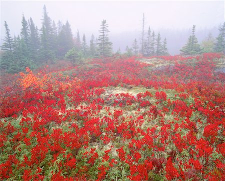 Coastal Barrens, West Dover, Nova Scotia, Canada Foto de stock - Sin royalties Premium, Código: 600-00173997