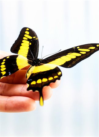 simsearch:600-00477252,k - Butterfly on Hand Foto de stock - Sin royalties Premium, Código: 600-00362046