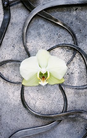 simsearch:600-00057237,k - Callipers Measuring Orchid Stock Photo - Premium Royalty-Free, Code: 600-00551128