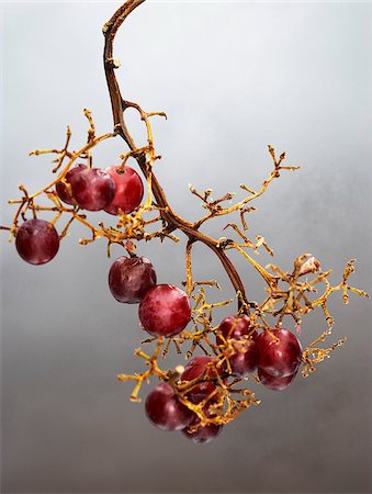 red grape - Grapes Photographie de stock - Premium Libres de Droits, Code: 600-00608302