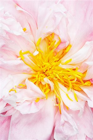 stamen - Close-Up of Peony Flower Stock Photo - Premium Royalty-Free, Code: 600-00608303
