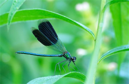 simsearch:700-07067519,k - Demoiselle rubané, Amperauen, Allemagne Photographie de stock - Premium Libres de Droits, Code: 600-00795967