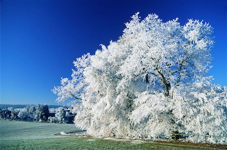simsearch:600-00795983,k - Hoarfrost on Trees, Woerthsee, Bavaria, Germany Stock Photo - Premium Royalty-Free, Code: 600-00795981