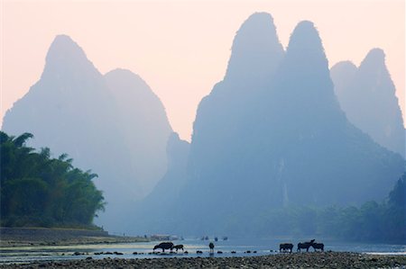 simsearch:700-00079847,k - Buffalo at Li Jiang River, Xingping, Guangxi Province, China Stock Photo - Premium Royalty-Free, Code: 600-00796024