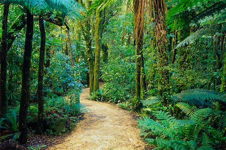 simsearch:600-03508317,k - Chemin à travers la forêt tropicale, Mont Bruce, Nouvelle-Zélande Photographie de stock - Premium Libres de Droits, Code: 600-00796041
