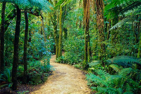 path through wood - Path Through Rainforest, Mount Bruce, New Zealand Stock Photo - Premium Royalty-Free, Code: 600-00796041