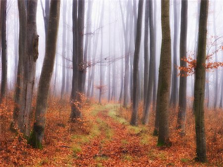 simsearch:600-06486305,k - Forest in Fog, Woerthsee, Bavaria, Germany Stock Photo - Premium Royalty-Free, Code: 600-00796067