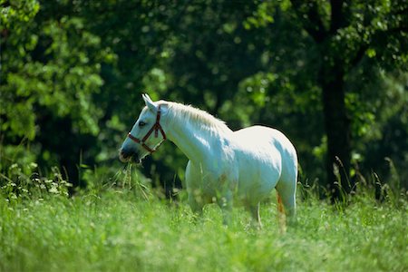 simsearch:600-00019865,k - Horse in Field Stock Photo - Premium Royalty-Free, Code: 600-00824522