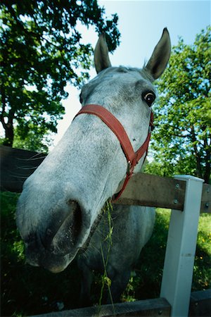 simsearch:600-00019865,k - Portrait of Horse Stock Photo - Premium Royalty-Free, Code: 600-00824523