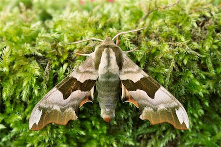 symmetrical animals - Lime Hawk Moth Stock Photo - Premium Royalty-Free, Code: 600-00824539