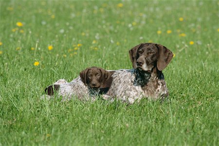 simsearch:600-01248433,k - Mother Dog and Puppy Fotografie stock - Premium Royalty-Free, Codice: 600-00824540