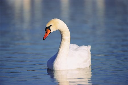 Cygne tuberculé Photographie de stock - Premium Libres de Droits, Code: 600-00824541