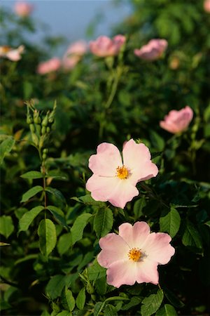 rosa silvestre - Flowers Foto de stock - Sin royalties Premium, Código: 600-00824551