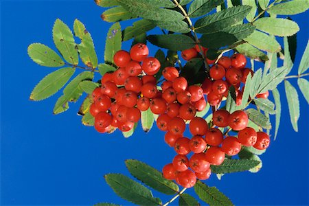 Mountain Ash Berries Stock Photo - Premium Royalty-Free, Code: 600-00824552