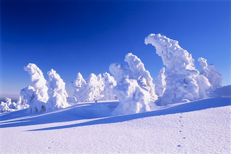saxony-anhalt - Snow Covered arbres, Saxe-Anhalt, Allemagne Photographie de stock - Premium Libres de Droits, Code: 600-00824564