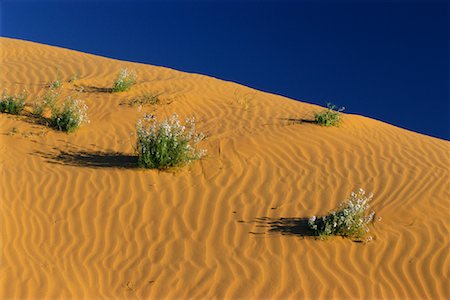 Strzelecki Desert, South Australia, Australia Stock Photo - Premium Royalty-Free, Code: 600-00824587