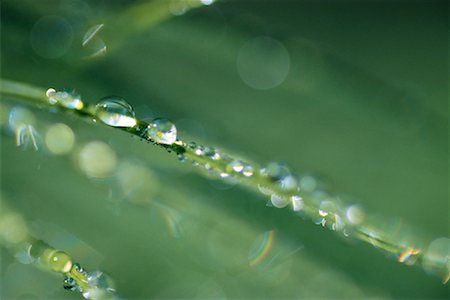 Dew on Grass Stock Photo - Premium Royalty-Free, Code: 600-00846532